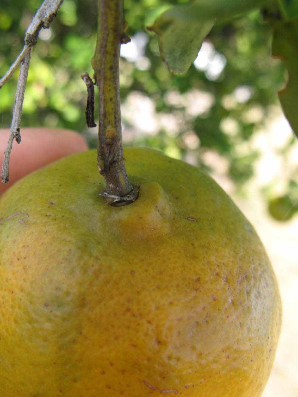              Fruit (Winter Haven, FL)       